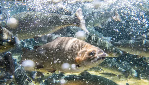 An underwater view showing multiple fish swimming among bubbles and debris.