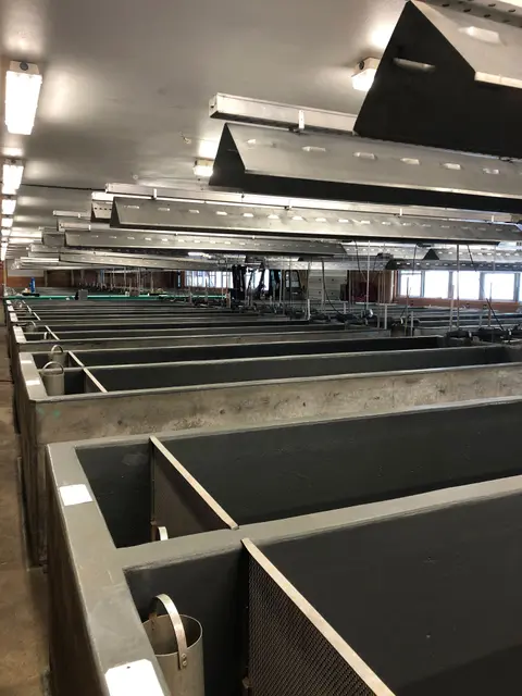 An interior view of a fish hatchery with rows of concrete raceway tanks under long overhead lights.