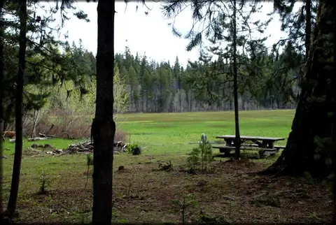 A grassy clearing surrounded by pine trees with a picnic table.