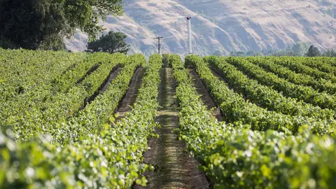 A vineyard with rows of grapevines leading towards rolling hills.