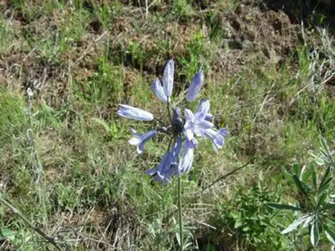 A close-up of a blue wildflower growing among grass and low plants.