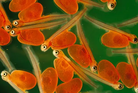 A close-up photograph of tiny fish with large orange yolk sacs in water.