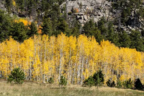 A grove of bright yellow autumn trees stands in front of a rocky hillside and evergreen forest.