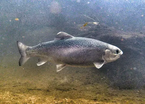 A fish swims underwater in a stream.