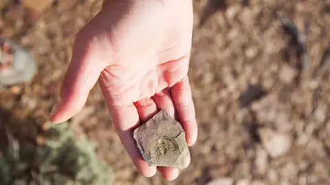 A hand holds a small rock containing a fossil.