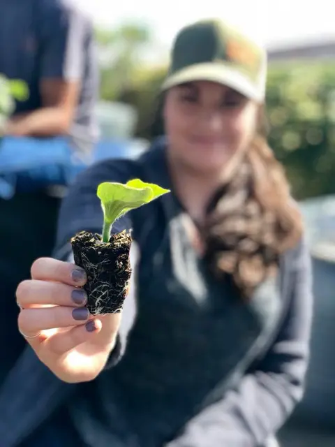 A person holding a small seedling in a soil plug.
