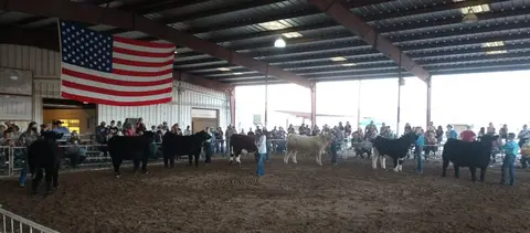 People show cattle in a large indoor arena with an American flag hanging on the wall.