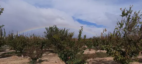 A faint rainbow arches over an orchard under a cloudy sky.