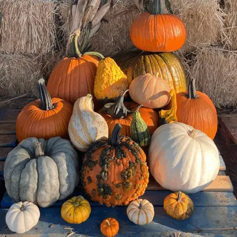 A collection of colorful pumpkins and gourds displayed in front of hay bales.