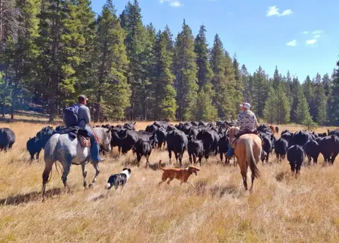 Two riders on horseback herd cattle through a grassy field with dogs alongside.