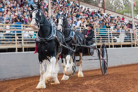 A man drives a two-horse hitch pulling a cart in an arena with a crowd in the stands.