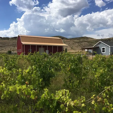 A vineyard with a red barn and hills in the background under a cloudy sky.