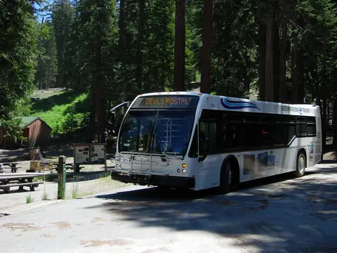 A transit bus parked in a forested area.
