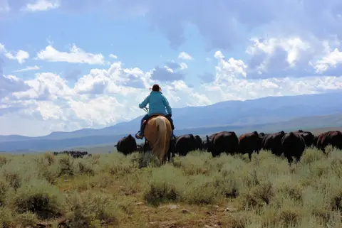 A person on horseback herds cattle across an open landscape.