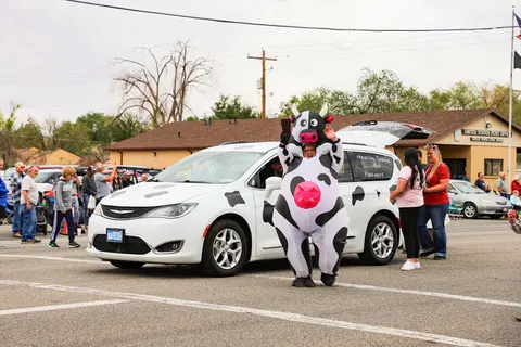 A person in an inflatable cow costume walks in front of a decorated car.