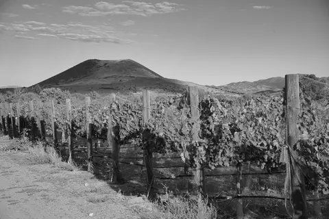 Black and white view of a vineyard with a large hill in the background.