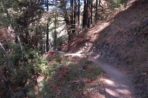 A narrow dirt hiking trail winds through a forest with tall trees and steep slopes.