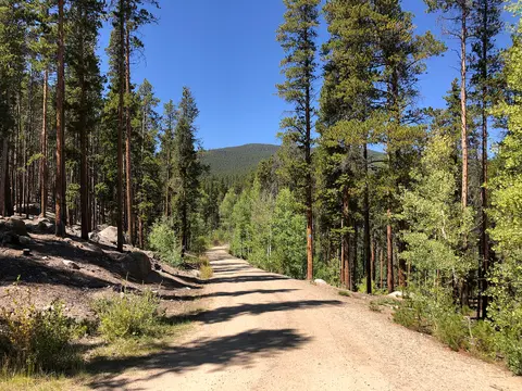 Forested road, Leadville National Fish Hatchery.