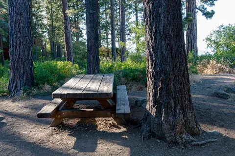 A wooden picnic table sits under tall pine trees in a forest.