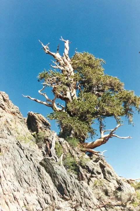 A gnarled old tree growing on a rocky mountain slope under a blue sky.