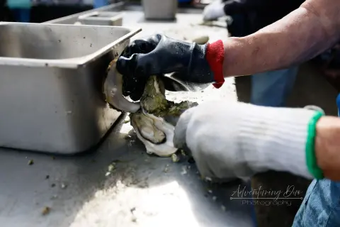 A person wearing gloves shucks oysters on a metal table.