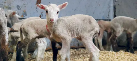A young lamb stands in an enclosure with other lambs.
