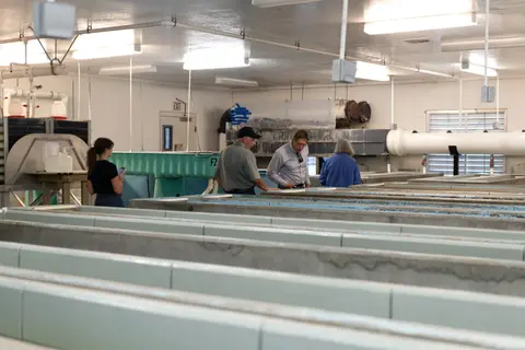 People look at indoor aquaculture tanks in a facility.