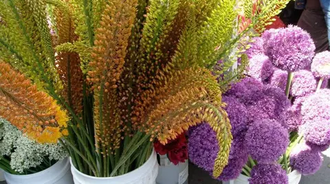 A close-up view of buckets filled with colorful flowers including tall yellow stalks and round purple blooms.