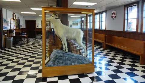 A taxidermied bighorn sheep in a glass display case inside a building with a black and white checkerboard floor.