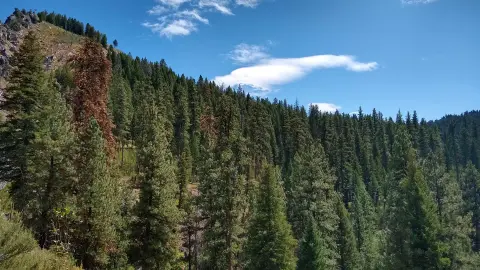 A view of a densely forested mountain slope under a blue sky with clouds.