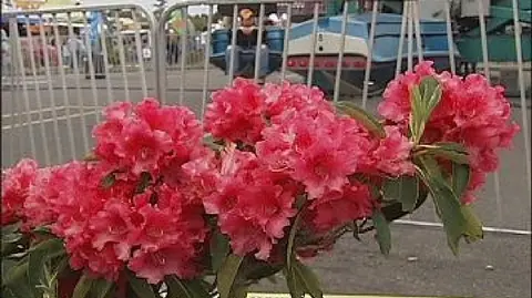 A cluster of pink flowers in front of a metal fence at an outdoor event.