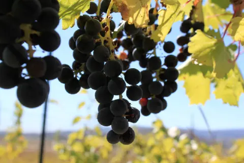 A close-up view of ripe dark grapes hanging on the vine.