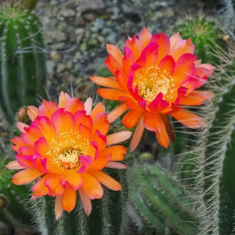 Two vibrant orange and pink cactus flowers blooming among green cacti.