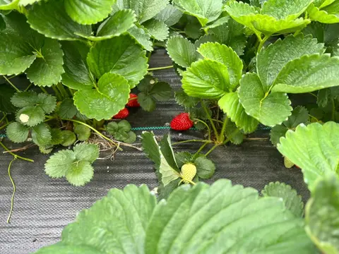 A view of strawberry plants growing with green leaves and ripening strawberries.