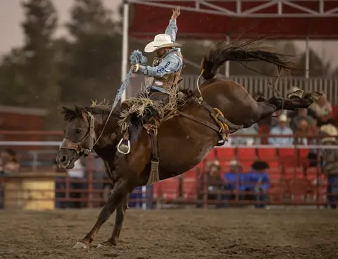A cowboy rides a bucking horse at a rodeo.