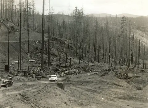 A historic black and white photo shows cars driving on a dirt road through a logged hillside forest with dead trees.