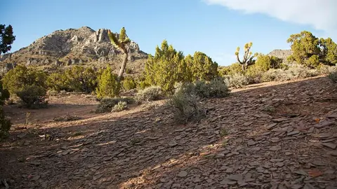 A rocky desert landscape with sparse trees and a mountain in the background.