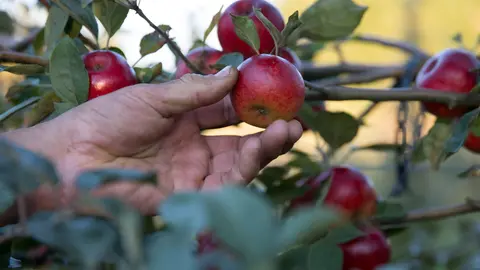 A person's hand reaches for a ripe red apple on a tree branch.