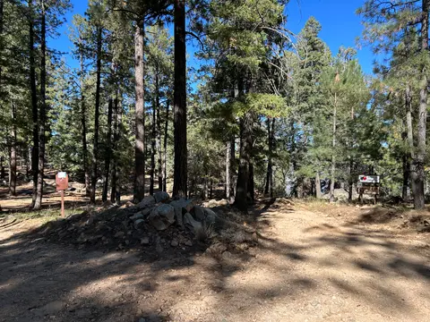 A dirt trail winds through a dense pine forest under a clear blue sky.