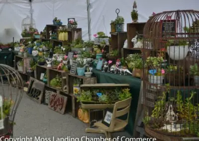 A display of small potted plants and succulents inside a tent.