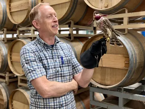 A man holds a hooded falcon on a gloved hand in a room with stacked wine barrels.