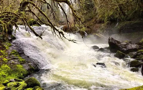 A waterfall flows through a lush, moss-covered forest with gnarled branches hanging overhead.
