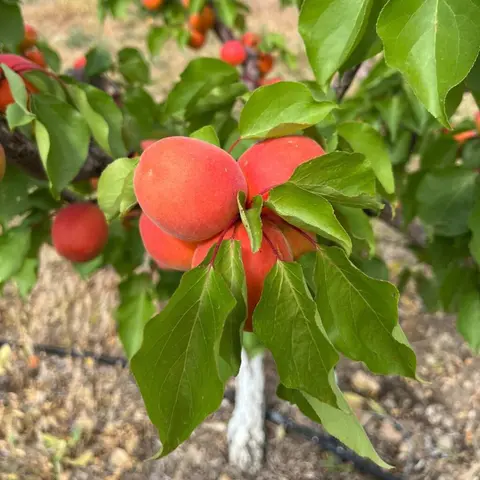 A close-up view of ripe apricots hanging on a tree.