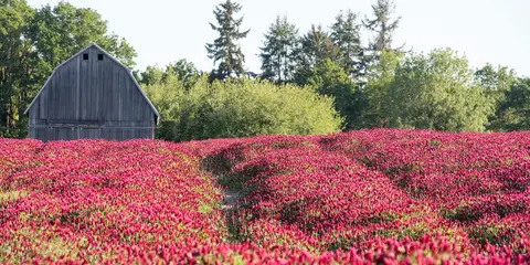 A field of red clover flowers in front of a rustic wooden barn.