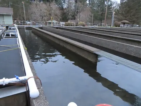 A view of long concrete fish hatchery raceways filled with water.