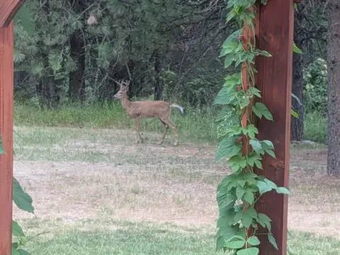 A deer walking in a yard framed by a wooden arbor with green vines.