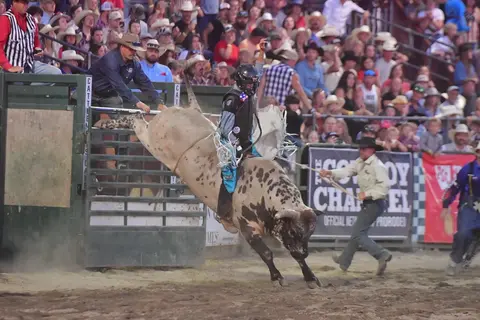 A cowboy rides a bucking bull at a rodeo in front of a crowd.