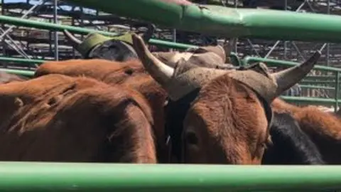 Several cattle in a metal holding pen.