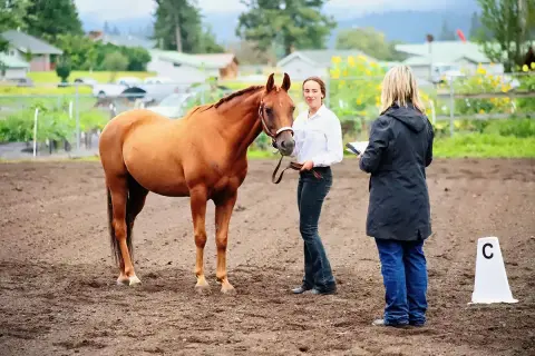 A person shows a brown horse to an evaluator in a dirt arena.