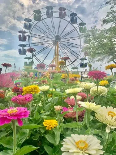A colorful field of flowers with a Ferris wheel in the background under a cloudy sky.